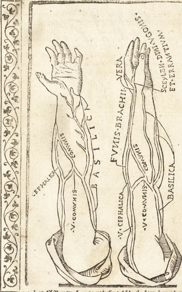 An illustration from Isagogae breues, p[er]lucidȩ ac uberrimȩ, in anatomiã humani corporis a cõmuni medicorũ academia usitatã, 1523, leaf 140