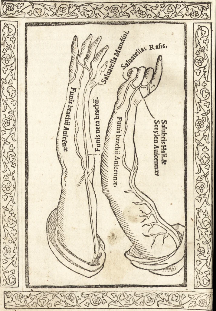 An illustration from Isagogae breues, p[er]lucidȩ ac uberrimȩ, in anatomiã humani corporis a cõmuni medicorũ academia usitatã, 1523, leaf 141
