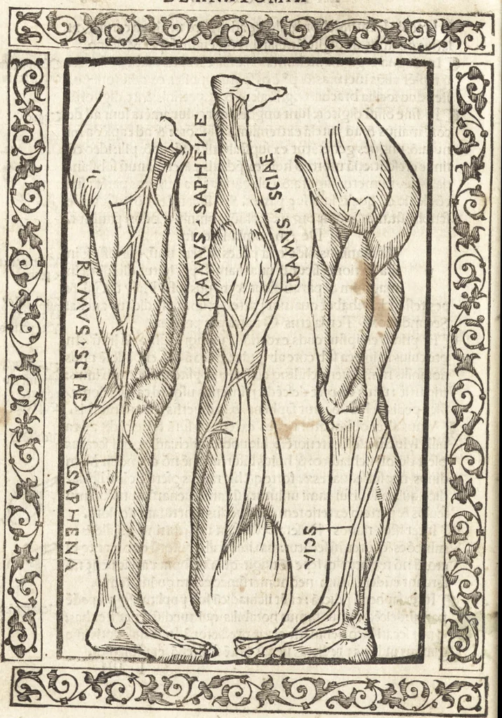 An illustration from Isagogae breues, p[er]lucidȩ ac uberrimȩ, in anatomiã humani corporis a cõmuni medicorũ academia usitatã, 1523, leaf 145