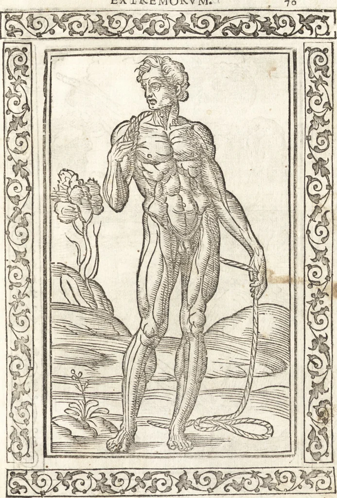 An illustration from Isagogae breues, p[er]lucidȩ ac uberrimȩ, in anatomiã humani corporis a cõmuni medicorũ academia usitatã, 1523, leaf 148