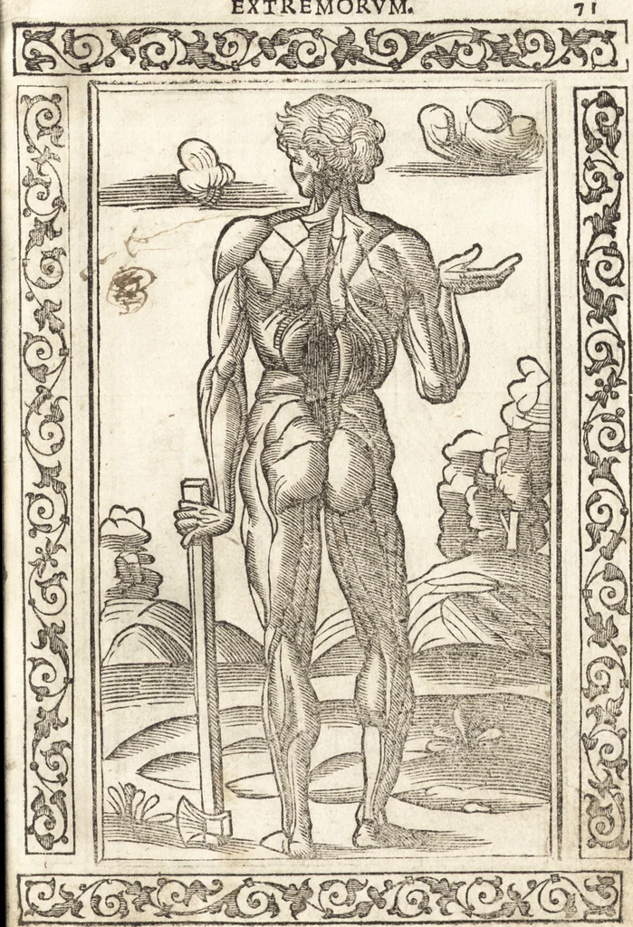 An illustration from Isagogae breues, p[er]lucidȩ ac uberrimȩ, in anatomiã humani corporis a cõmuni medicorũ academia usitatã, 1523, leaf 150