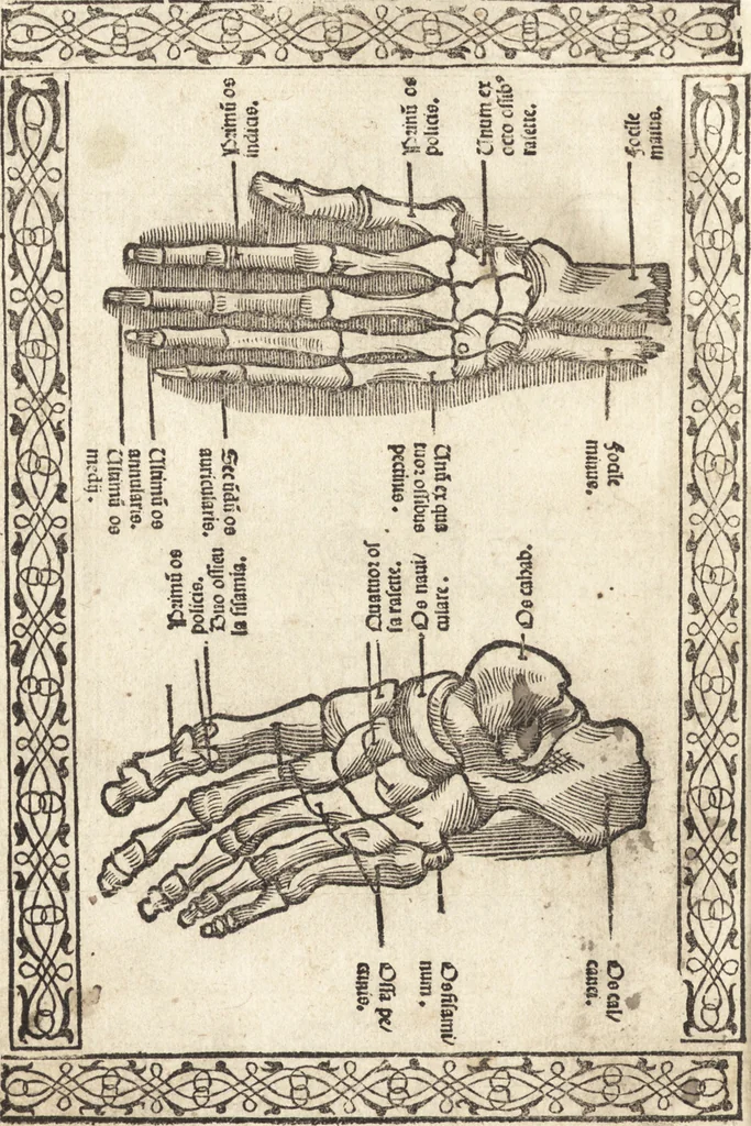 An illustration from Isagogae breues, p[er]lucidȩ ac uberrimȩ, in anatomiã humani corporis a cõmuni medicorũ academia usitatã, 1523, leaf 153