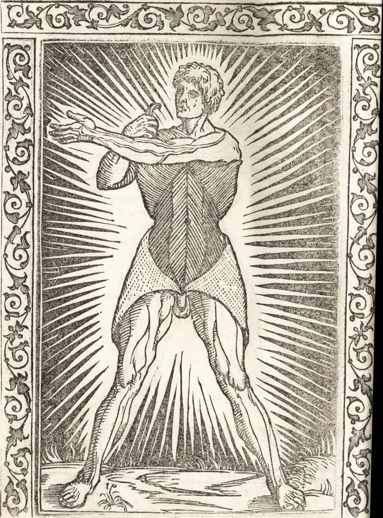 An illustration from Isagogae breues, p[er]lucidȩ ac uberrimȩ, in anatomiã humani corporis a cõmuni medicorũ academia usitatã, 1523, leaf 21