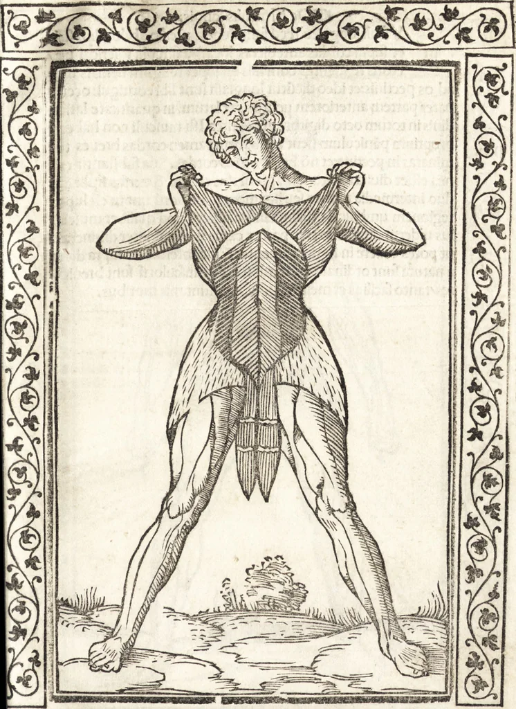 An illustration from Isagogae breues, p[er]lucidȩ ac uberrimȩ, in anatomiã humani corporis a cõmuni medicorũ academia usitatã, 1523, leaf 22