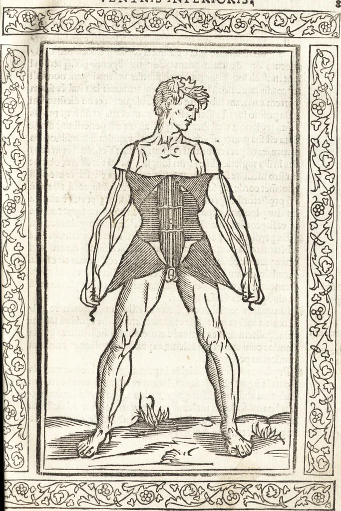 An illustration from Isagogae breues, p[er]lucidȩ ac uberrimȩ, in anatomiã humani corporis a cõmuni medicorũ academia usitatã, 1523, leaf 24