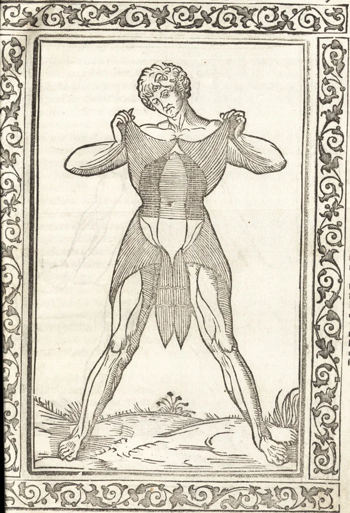 An illustration from Isagogae breues, p[er]lucidȩ ac uberrimȩ, in anatomiã humani corporis a cõmuni medicorũ academia usitatã, 1523, leaf 26
