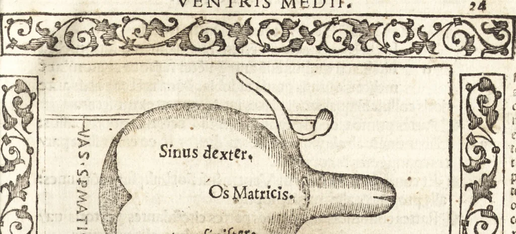 An illustration from Isagogae breues, p[er]lucidȩ ac uberrimȩ, in anatomiã humani corporis a cõmuni medicorũ academia usitatã, 1523, leaf 56