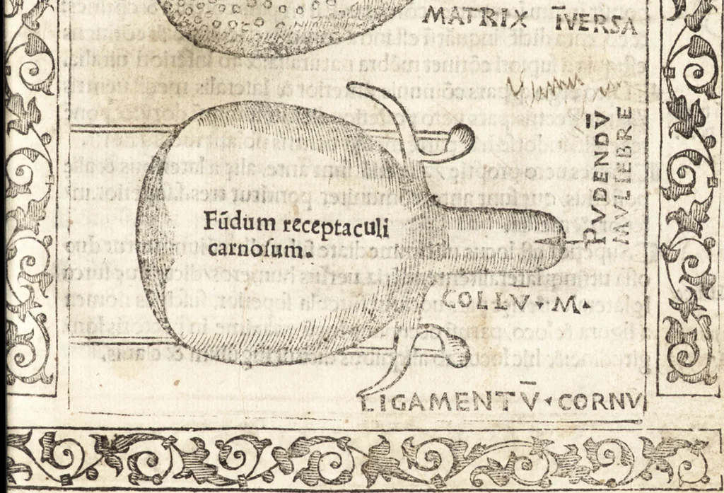 An illustration from Isagogae breues, p[er]lucidȩ ac uberrimȩ, in anatomiã humani corporis a cõmuni medicorũ academia usitatã, 1523, leaf 56
