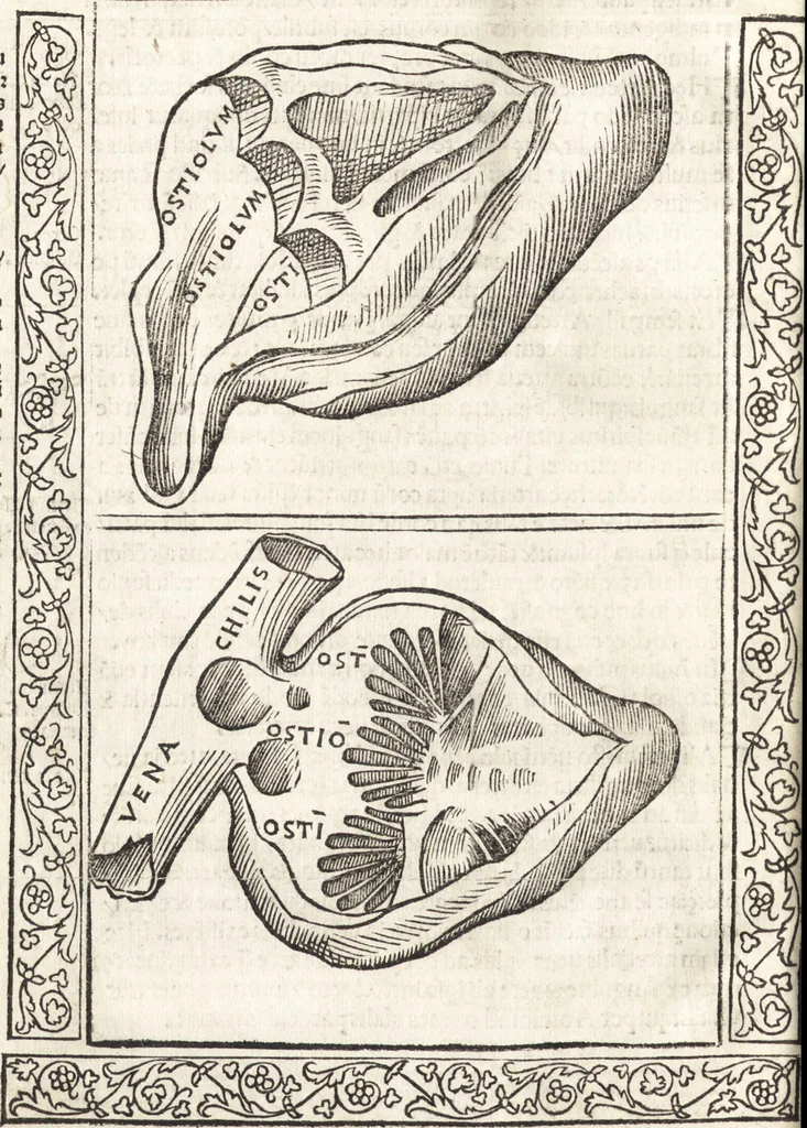 An illustration from Isagogae breues, p[er]lucidȩ ac uberrimȩ, in anatomiã humani corporis a cõmuni medicorũ academia usitatã, 1523, leaf 71