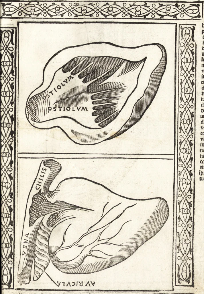 An illustration from Isagogae breues, p[er]lucidȩ ac uberrimȩ, in anatomiã humani corporis a cõmuni medicorũ academia usitatã, 1523, leaf 72