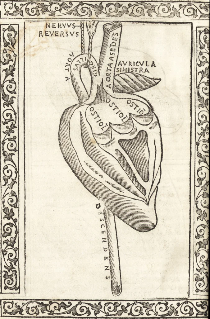 An illustration from Isagogae breues, p[er]lucidȩ ac uberrimȩ, in anatomiã humani corporis a cõmuni medicorũ academia usitatã, 1523, leaf 73