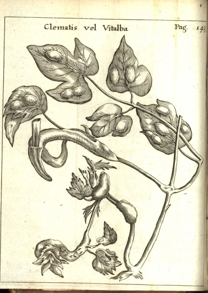 An illustration from Francisci Redi patricii Aretini, Opusculorum pars prior, sive, Experimenta circa generationem insectorum : accedit J. Frid. Lachmund, De ave diomedea dissertatio, 1685, leaf 163