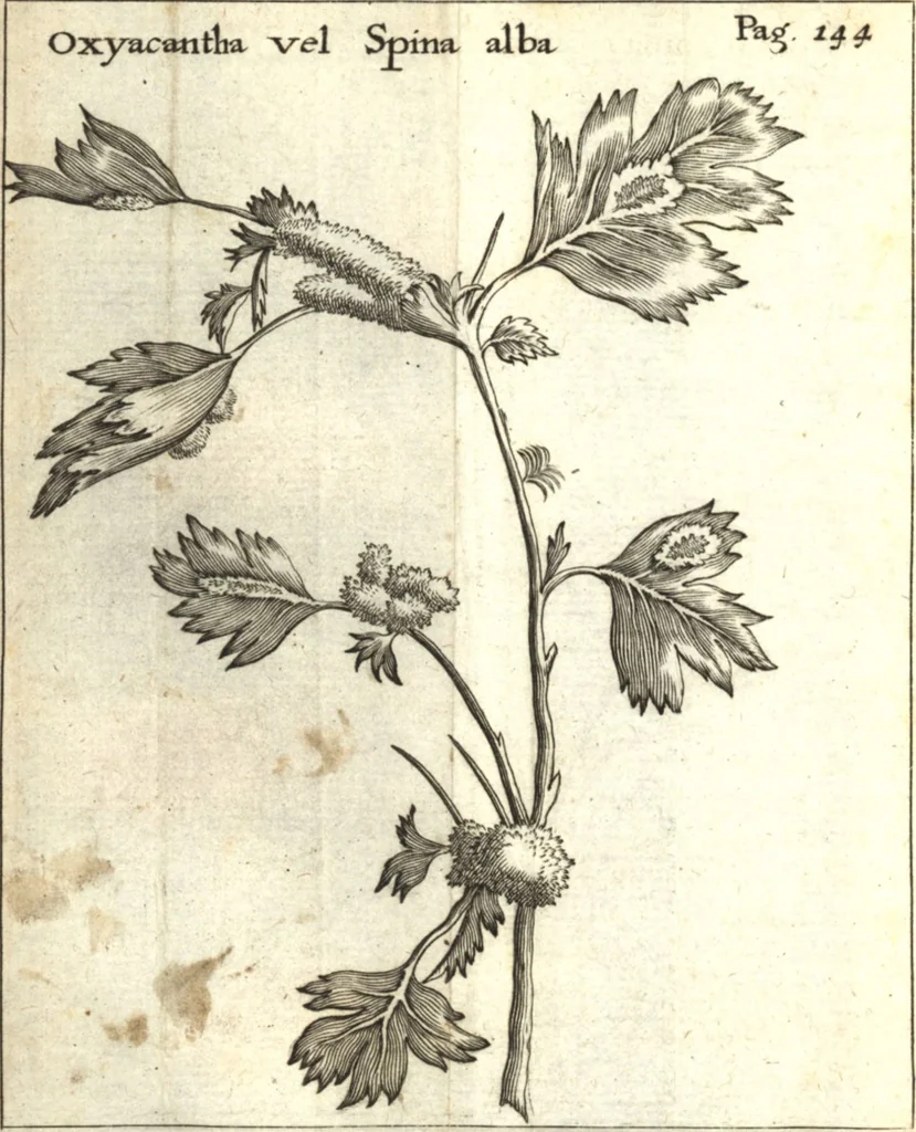 An illustration from Francisci Redi patricii Aretini, Opusculorum pars prior, sive, Experimenta circa generationem insectorum : accedit J. Frid. Lachmund, De ave diomedea dissertatio, 1685, leaf 165