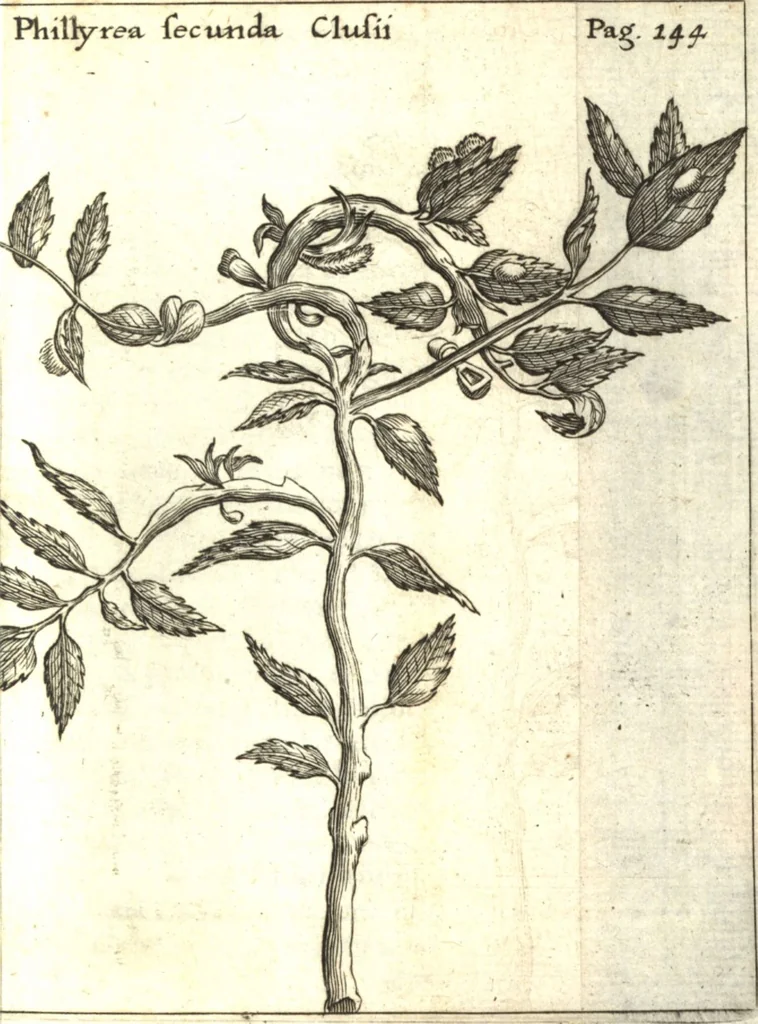 An illustration from Francisci Redi patricii Aretini, Opusculorum pars prior, sive, Experimenta circa generationem insectorum : accedit J. Frid. Lachmund, De ave diomedea dissertatio, 1685, leaf 166