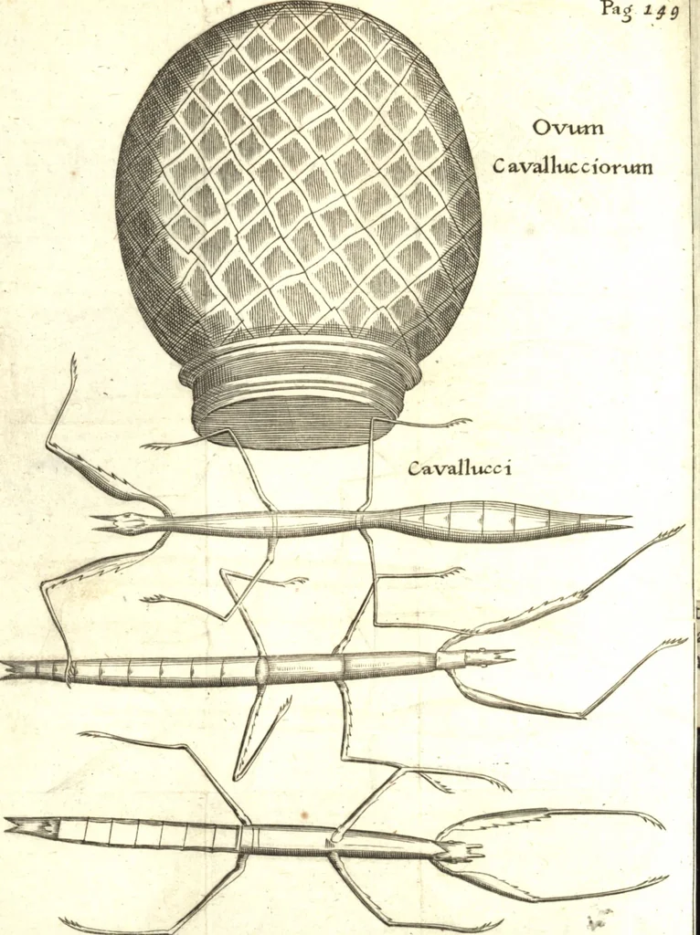 An illustration from Francisci Redi patricii Aretini, Opusculorum pars prior, sive, Experimenta circa generationem insectorum : accedit J. Frid. Lachmund, De ave diomedea dissertatio, 1685, leaf 173