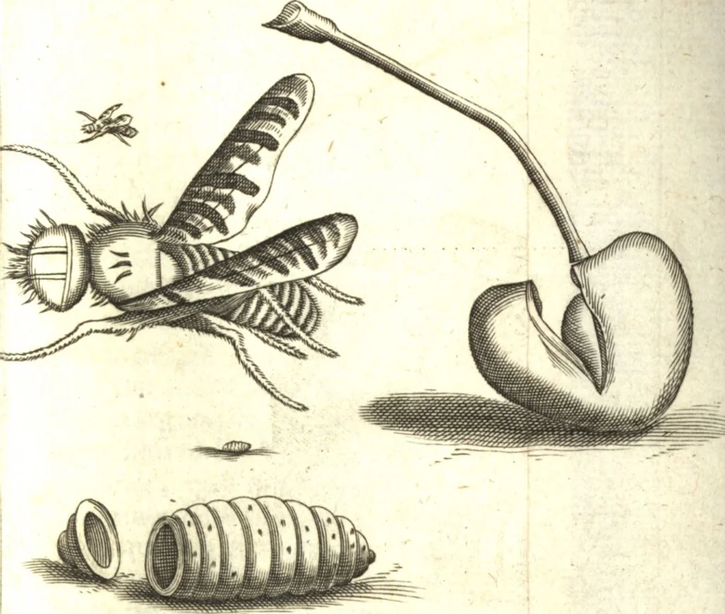 An illustration from Francisci Redi patricii Aretini, Opusculorum pars prior, sive, Experimenta circa generationem insectorum : accedit J. Frid. Lachmund, De ave diomedea dissertatio, 1685, leaf 198