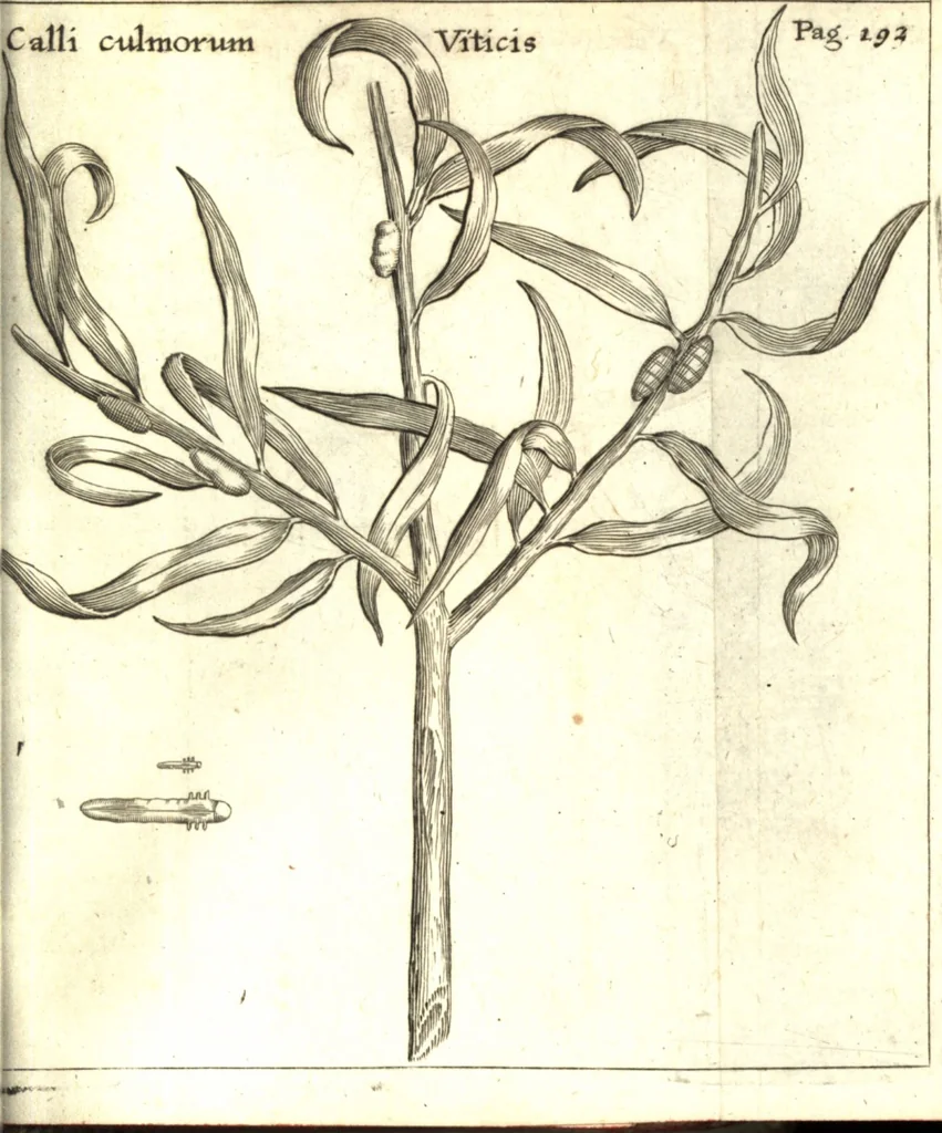 An illustration from Francisci Redi patricii Aretini, Opusculorum pars prior, sive, Experimenta circa generationem insectorum : accedit J. Frid. Lachmund, De ave diomedea dissertatio, 1685, leaf 220