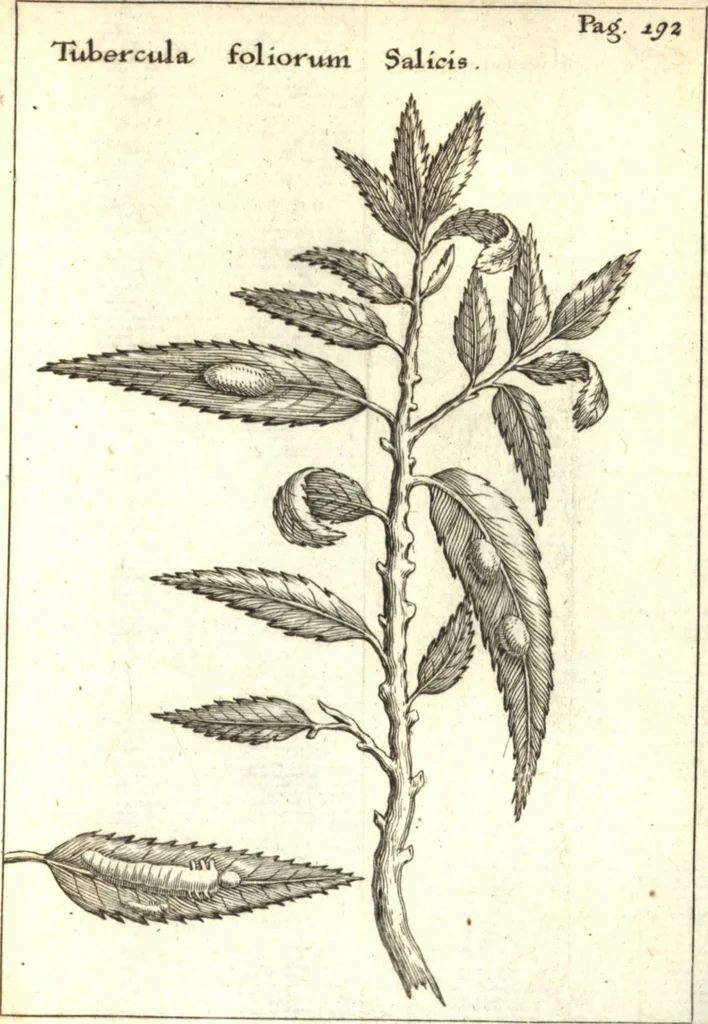 An illustration from Francisci Redi patricii Aretini, Opusculorum pars prior, sive, Experimenta circa generationem insectorum : accedit J. Frid. Lachmund, De ave diomedea dissertatio, 1685, leaf 222