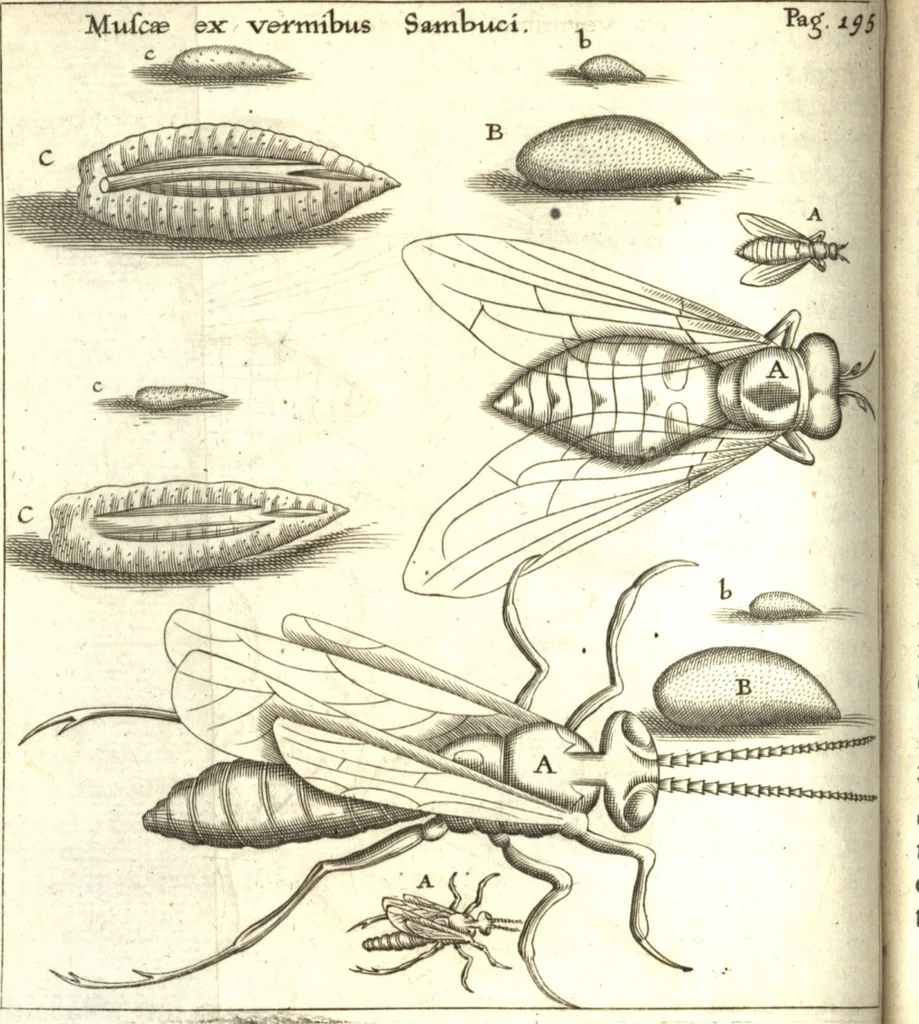 An illustration from Francisci Redi patricii Aretini, Opusculorum pars prior, sive, Experimenta circa generationem insectorum : accedit J. Frid. Lachmund, De ave diomedea dissertatio, 1685, leaf 225