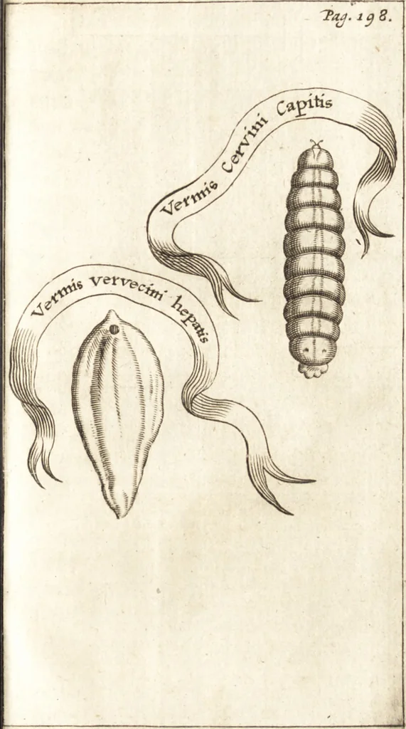 An illustration from Francisci Redi patricii Aretini, Opusculorum pars prior, sive, Experimenta circa generationem insectorum : accedit J. Frid. Lachmund, De ave diomedea dissertatio, 1685, leaf 230