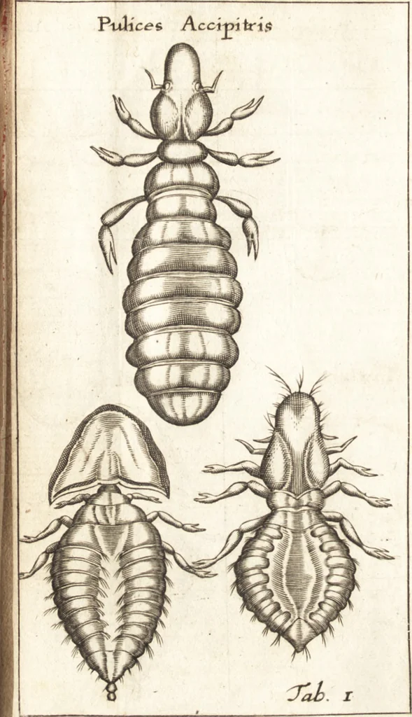 An illustration from Francisci Redi patricii Aretini, Opusculorum pars prior, sive, Experimenta circa generationem insectorum : accedit J. Frid. Lachmund, De ave diomedea dissertatio, 1685, leaf 253