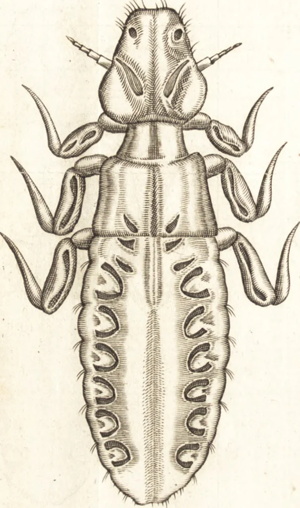 An illustration from Francisci Redi patricii Aretini, Opusculorum pars prior, sive, Experimenta circa generationem insectorum : accedit J. Frid. Lachmund, De ave diomedea dissertatio, 1685, leaf 257