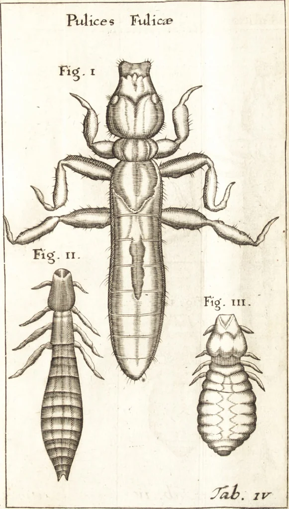An illustration from Francisci Redi patricii Aretini, Opusculorum pars prior, sive, Experimenta circa generationem insectorum : accedit J. Frid. Lachmund, De ave diomedea dissertatio, 1685, leaf 258