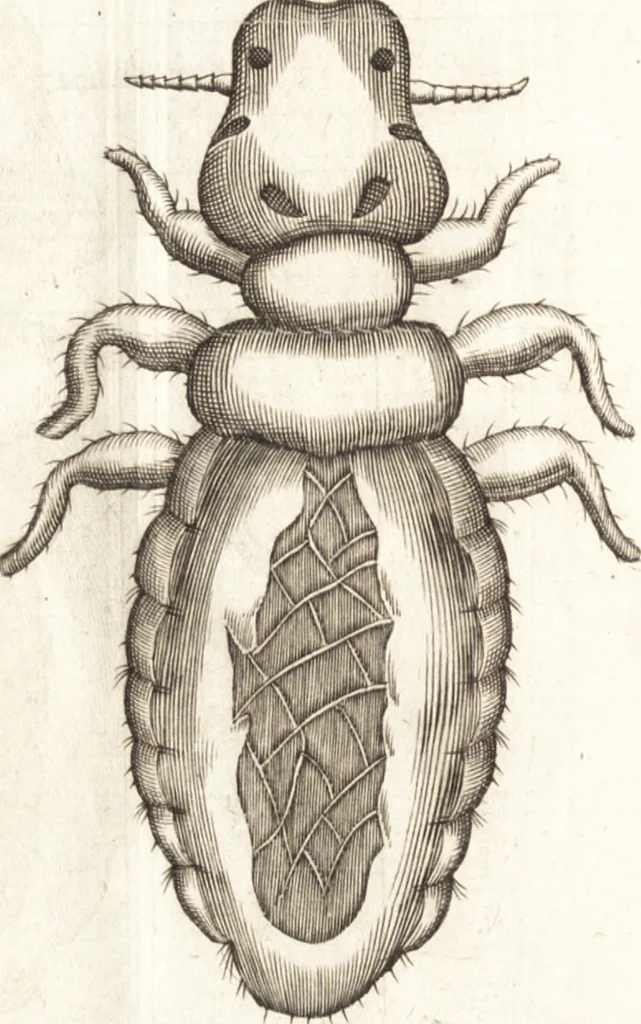 An illustration from Francisci Redi patricii Aretini, Opusculorum pars prior, sive, Experimenta circa generationem insectorum : accedit J. Frid. Lachmund, De ave diomedea dissertatio, 1685, leaf 261