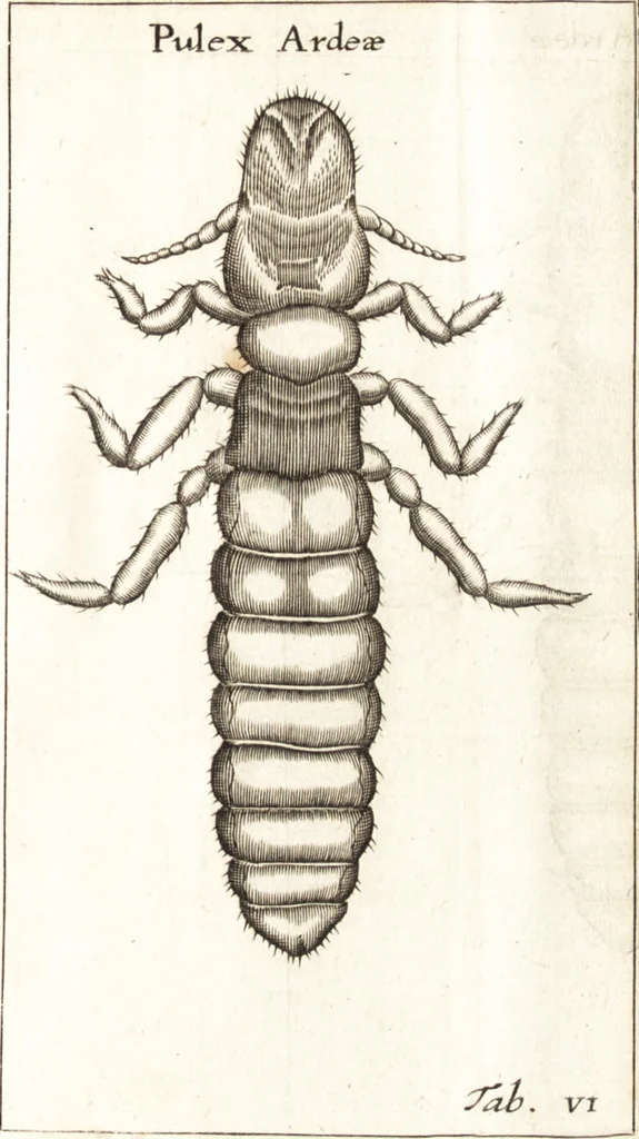 An illustration from Francisci Redi patricii Aretini, Opusculorum pars prior, sive, Experimenta circa generationem insectorum : accedit J. Frid. Lachmund, De ave diomedea dissertatio, 1685, leaf 262