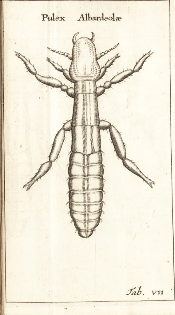 An illustration from Francisci Redi patricii Aretini, Opusculorum pars prior, sive, Experimenta circa generationem insectorum : accedit J. Frid. Lachmund, De ave diomedea dissertatio, 1685, leaf 265