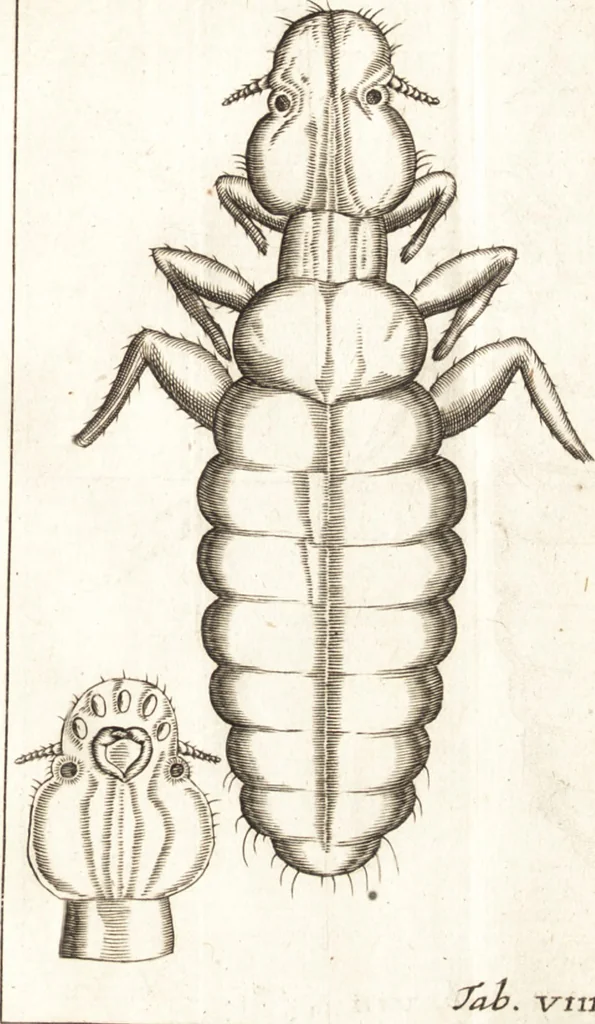 An illustration from Francisci Redi patricii Aretini, Opusculorum pars prior, sive, Experimenta circa generationem insectorum : accedit J. Frid. Lachmund, De ave diomedea dissertatio, 1685, leaf 266