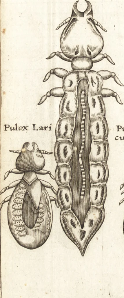 An illustration from Francisci Redi patricii Aretini, Opusculorum pars prior, sive, Experimenta circa generationem insectorum : accedit J. Frid. Lachmund, De ave diomedea dissertatio, 1685, leaf 269