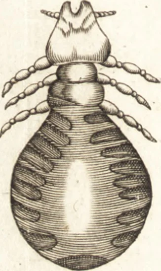 An illustration from Francisci Redi patricii Aretini, Opusculorum pars prior, sive, Experimenta circa generationem insectorum : accedit J. Frid. Lachmund, De ave diomedea dissertatio, 1685, leaf 269