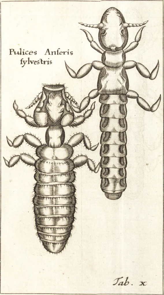 An illustration from Francisci Redi patricii Aretini, Opusculorum pars prior, sive, Experimenta circa generationem insectorum : accedit J. Frid. Lachmund, De ave diomedea dissertatio, 1685, leaf 270