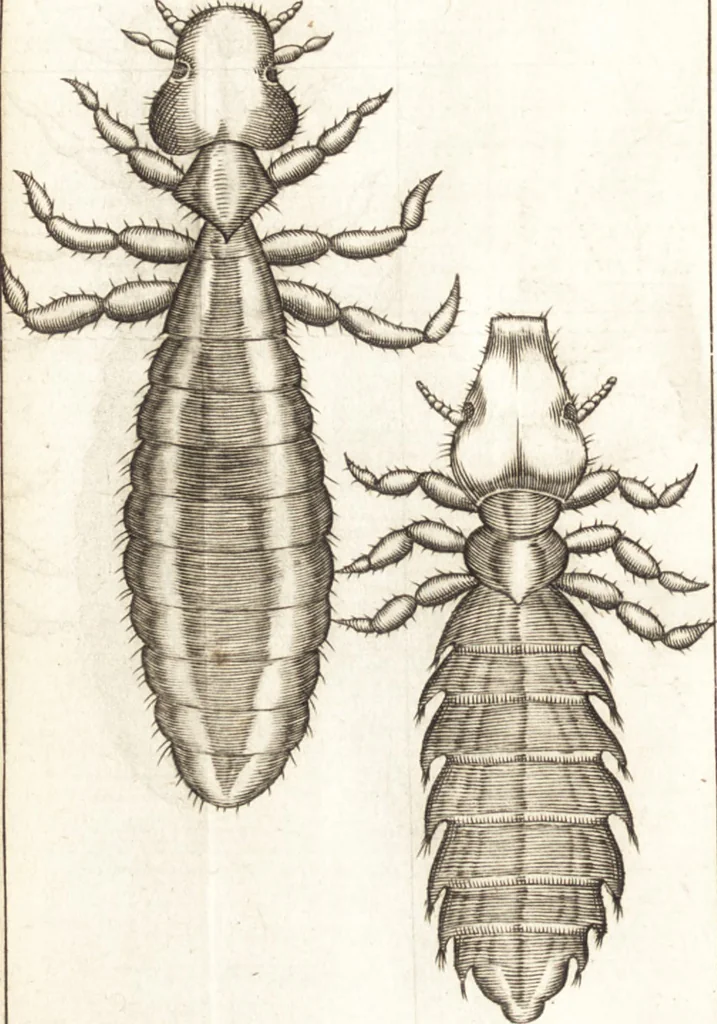 An illustration from Francisci Redi patricii Aretini, Opusculorum pars prior, sive, Experimenta circa generationem insectorum : accedit J. Frid. Lachmund, De ave diomedea dissertatio, 1685, leaf 273