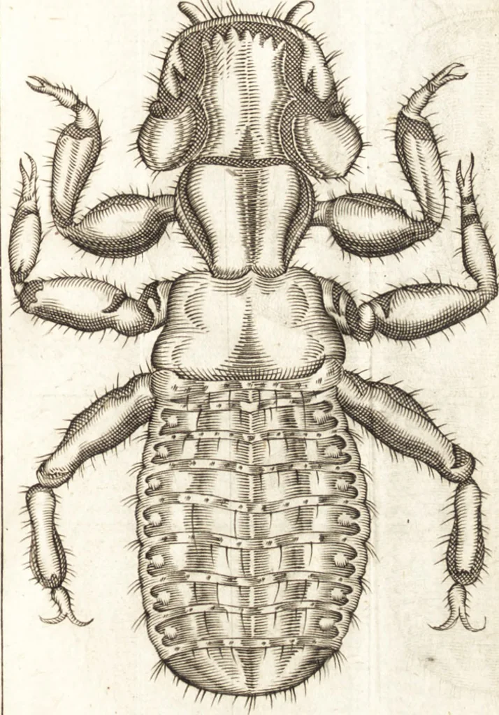 An illustration from Francisci Redi patricii Aretini, Opusculorum pars prior, sive, Experimenta circa generationem insectorum : accedit J. Frid. Lachmund, De ave diomedea dissertatio, 1685, leaf 274