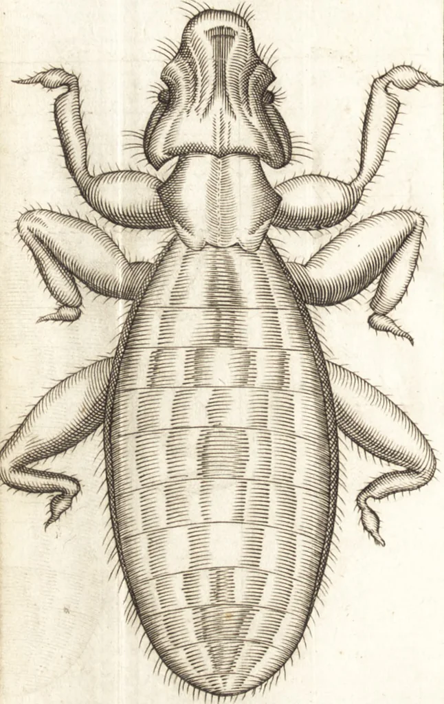An illustration from Francisci Redi patricii Aretini, Opusculorum pars prior, sive, Experimenta circa generationem insectorum : accedit J. Frid. Lachmund, De ave diomedea dissertatio, 1685, leaf 277