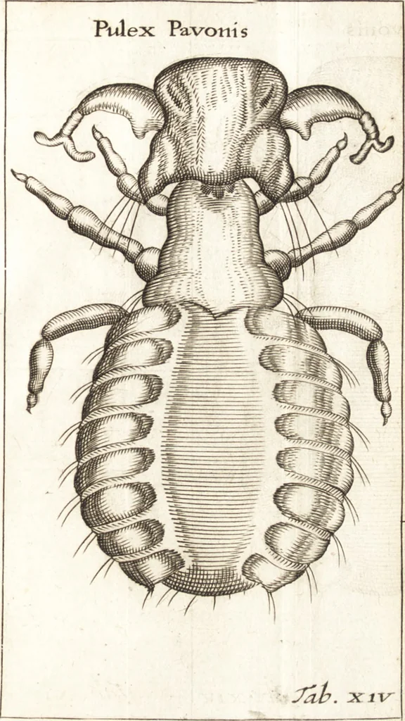 An illustration from Francisci Redi patricii Aretini, Opusculorum pars prior, sive, Experimenta circa generationem insectorum : accedit J. Frid. Lachmund, De ave diomedea dissertatio, 1685, leaf 278