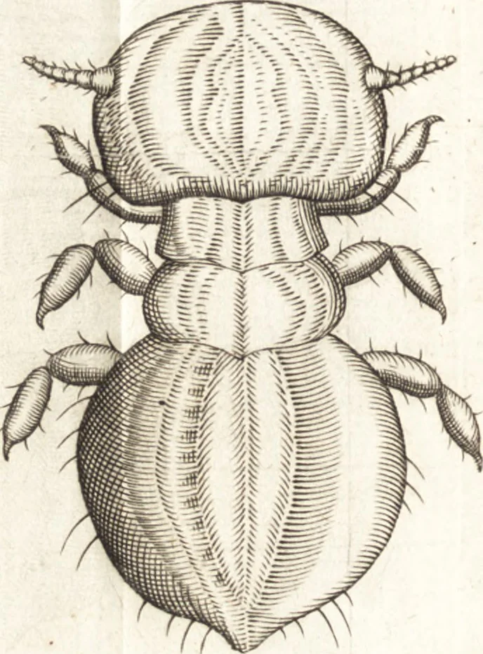 An illustration from Francisci Redi patricii Aretini, Opusculorum pars prior, sive, Experimenta circa generationem insectorum : accedit J. Frid. Lachmund, De ave diomedea dissertatio, 1685, leaf 281