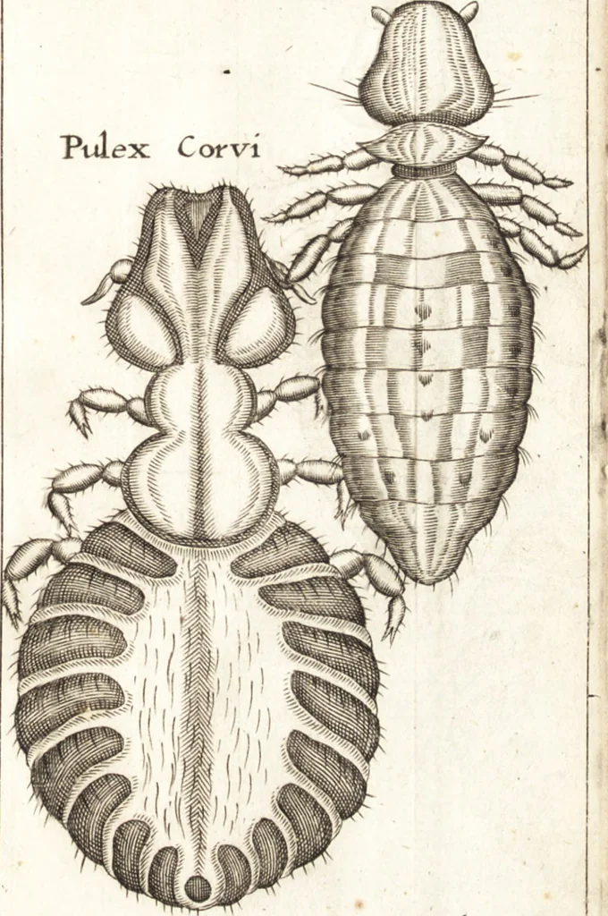 An illustration from Francisci Redi patricii Aretini, Opusculorum pars prior, sive, Experimenta circa generationem insectorum : accedit J. Frid. Lachmund, De ave diomedea dissertatio, 1685, leaf 282