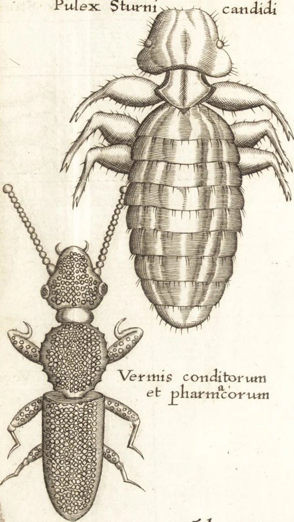 An illustration from Francisci Redi patricii Aretini, Opusculorum pars prior, sive, Experimenta circa generationem insectorum : accedit J. Frid. Lachmund, De ave diomedea dissertatio, 1685, leaf 285