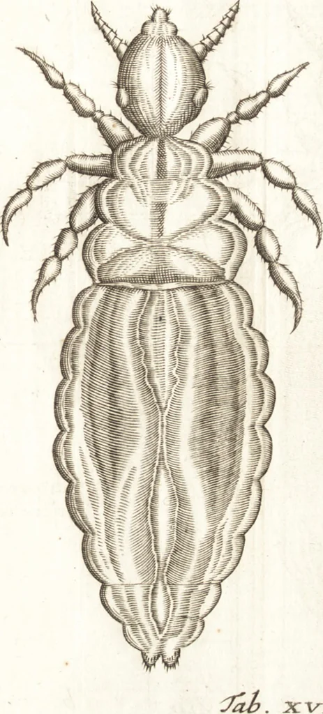 An illustration from Francisci Redi patricii Aretini, Opusculorum pars prior, sive, Experimenta circa generationem insectorum : accedit J. Frid. Lachmund, De ave diomedea dissertatio, 1685, leaf 286