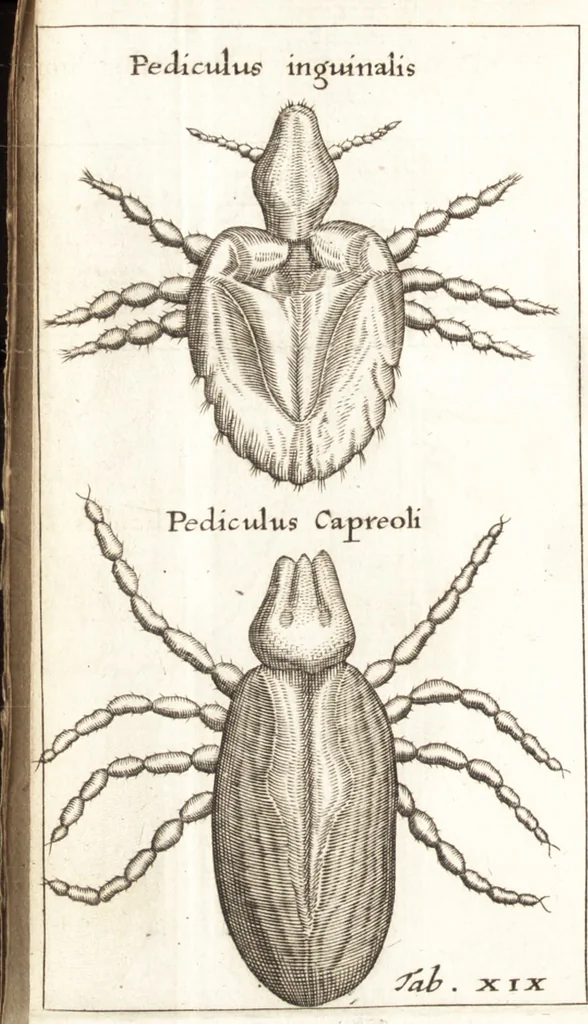 An illustration from Francisci Redi patricii Aretini, Opusculorum pars prior, sive, Experimenta circa generationem insectorum : accedit J. Frid. Lachmund, De ave diomedea dissertatio, 1685, leaf 289