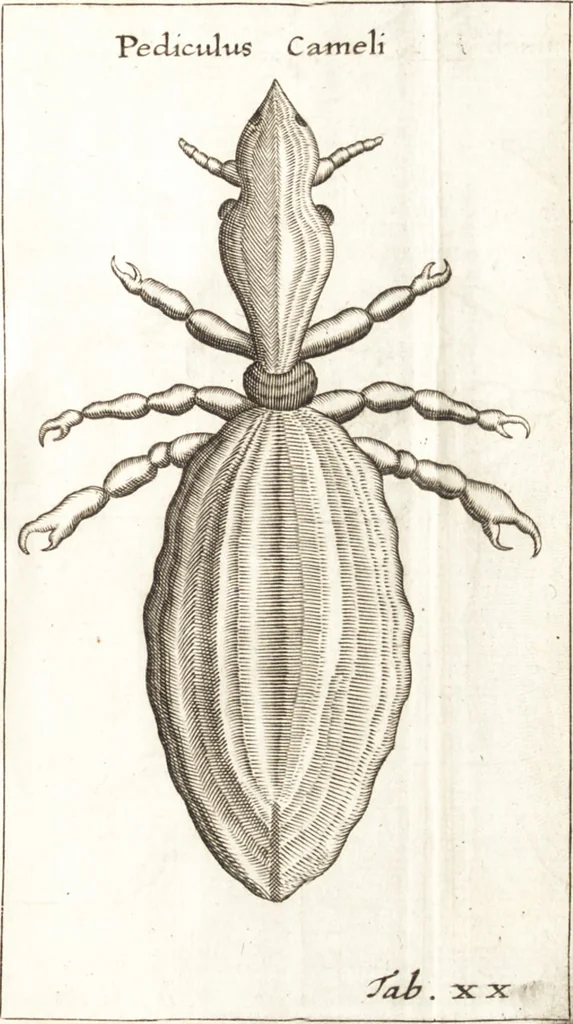An illustration from Francisci Redi patricii Aretini, Opusculorum pars prior, sive, Experimenta circa generationem insectorum : accedit J. Frid. Lachmund, De ave diomedea dissertatio, 1685, leaf 290
