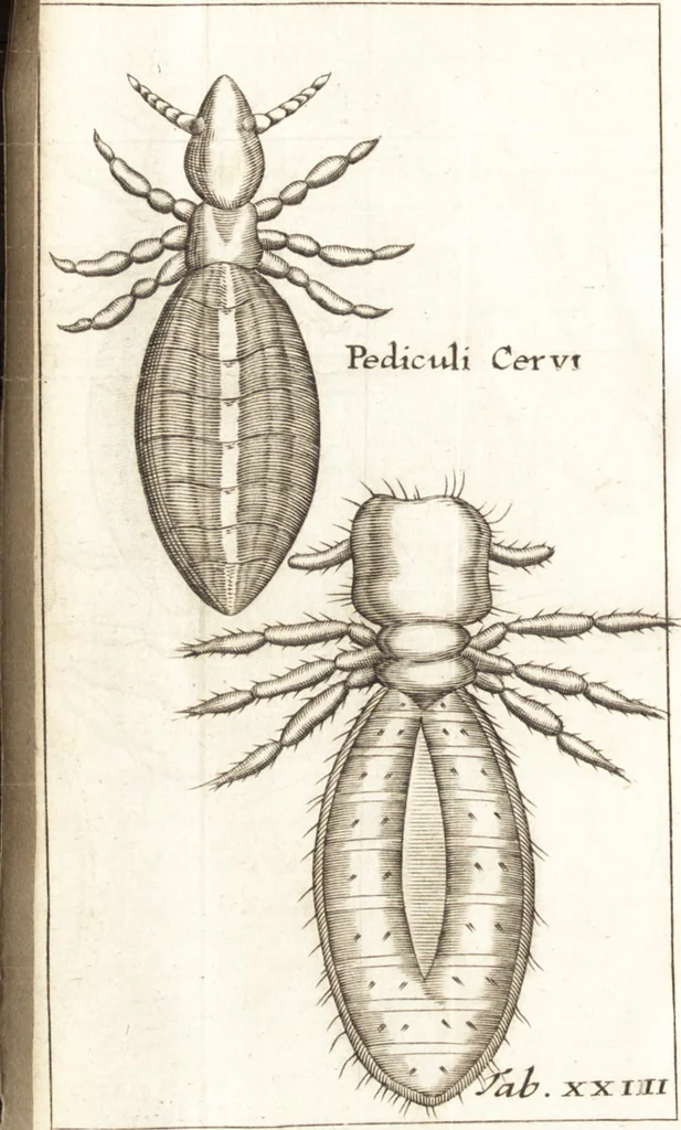 An illustration from Francisci Redi patricii Aretini, Opusculorum pars prior, sive, Experimenta circa generationem insectorum : accedit J. Frid. Lachmund, De ave diomedea dissertatio, 1685, leaf 297