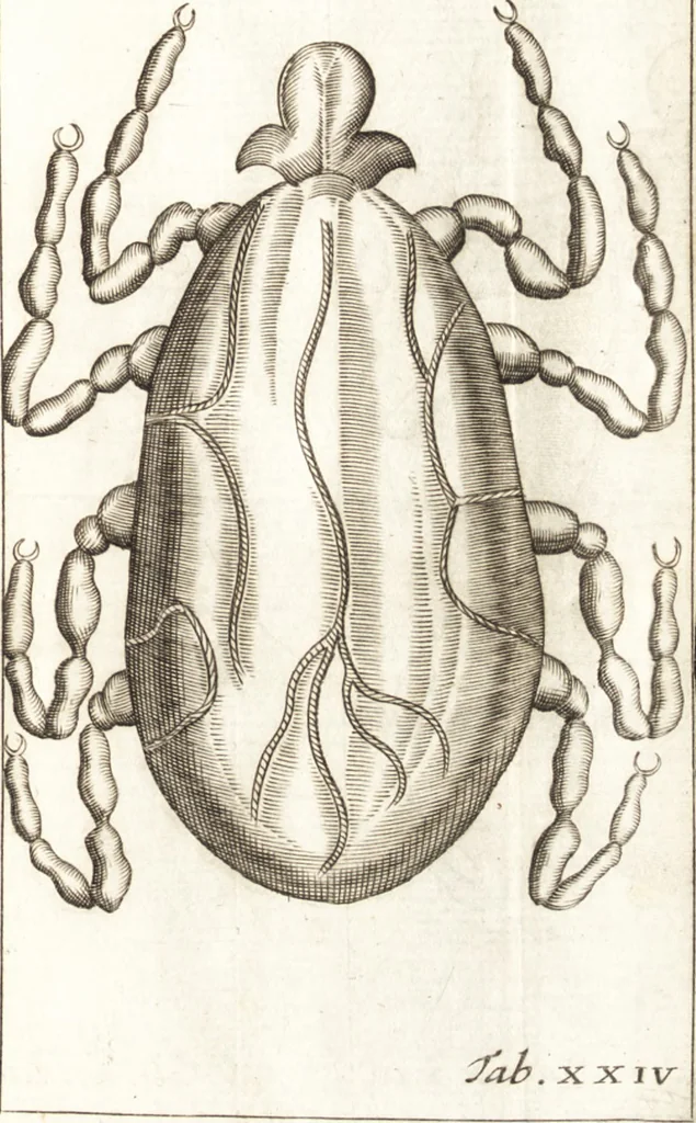 An illustration from Francisci Redi patricii Aretini, Opusculorum pars prior, sive, Experimenta circa generationem insectorum : accedit J. Frid. Lachmund, De ave diomedea dissertatio, 1685, leaf 298