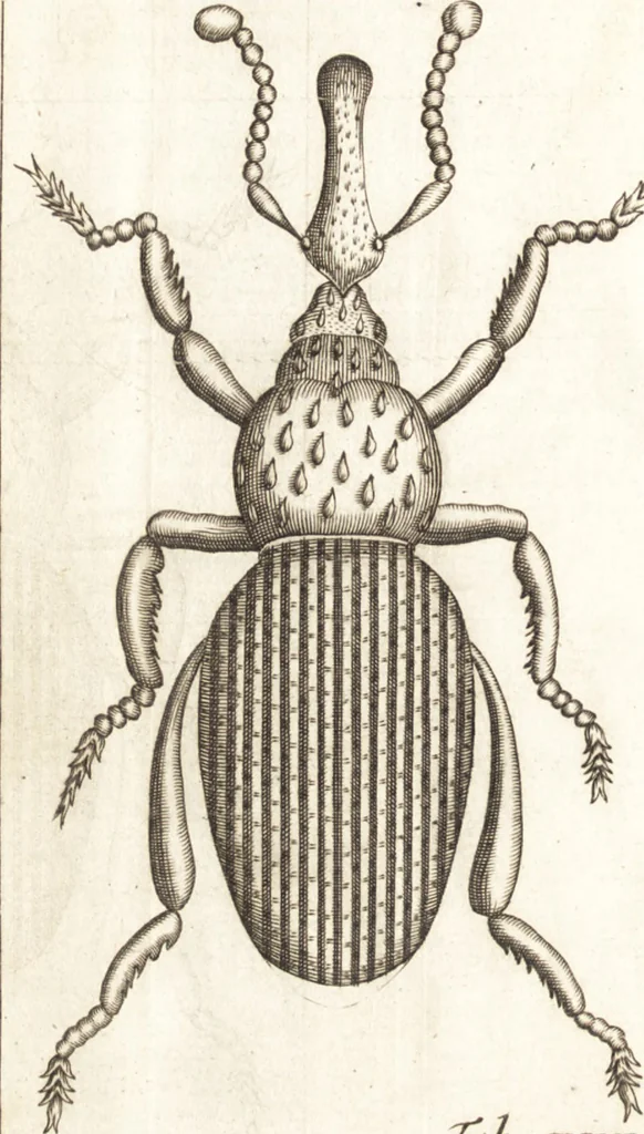 An illustration from Francisci Redi patricii Aretini, Opusculorum pars prior, sive, Experimenta circa generationem insectorum : accedit J. Frid. Lachmund, De ave diomedea dissertatio, 1685, leaf 301