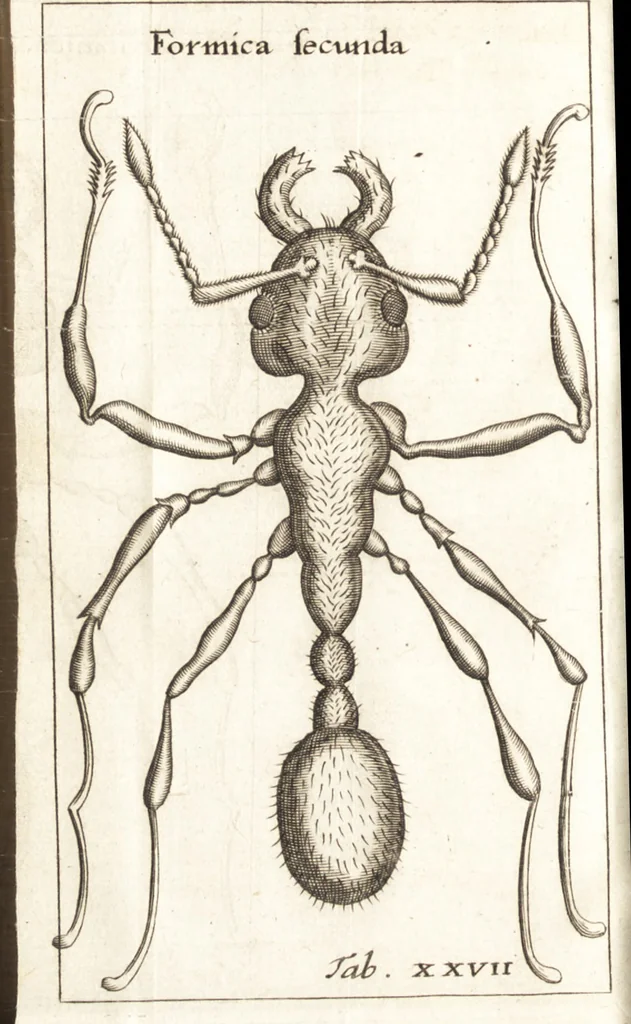 An illustration from Francisci Redi patricii Aretini, Opusculorum pars prior, sive, Experimenta circa generationem insectorum : accedit J. Frid. Lachmund, De ave diomedea dissertatio, 1685, leaf 305