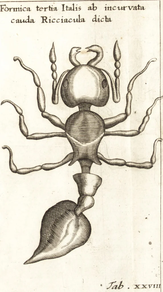 An illustration from Francisci Redi patricii Aretini, Opusculorum pars prior, sive, Experimenta circa generationem insectorum : accedit J. Frid. Lachmund, De ave diomedea dissertatio, 1685, leaf 306