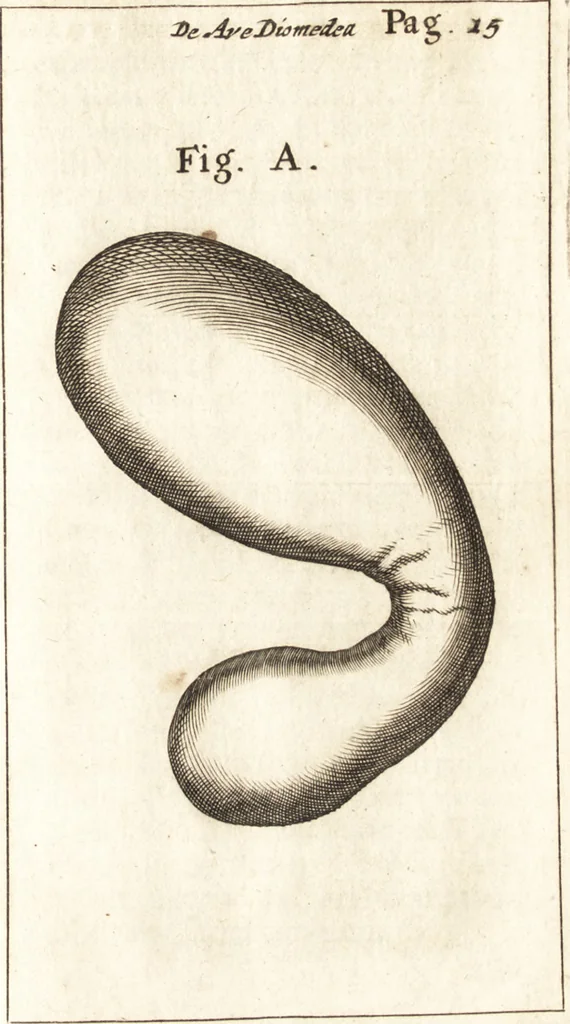 An illustration from Francisci Redi patricii Aretini, Opusculorum pars prior, sive, Experimenta circa generationem insectorum : accedit J. Frid. Lachmund, De ave diomedea dissertatio, 1685, leaf 342